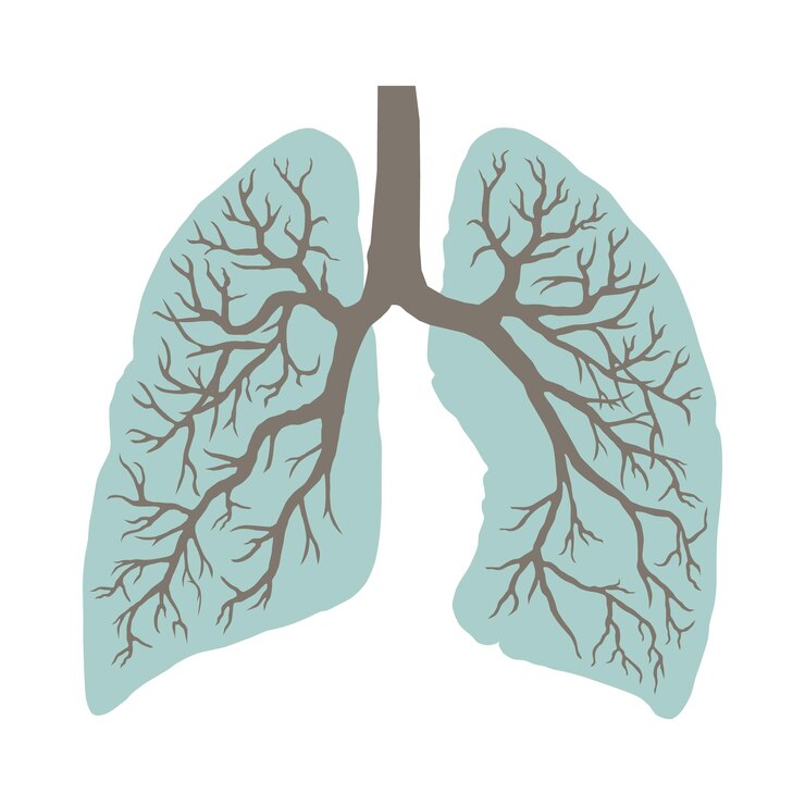 Vetor imagem dos pulmões humanos sistema respiratório