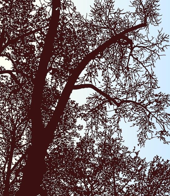 Vetor imagem vetorial de árvores de folha caduca silhuetas na floresta de outono