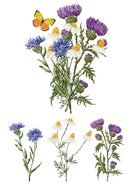 Imagem vetorial de flores silvestres de buquê de cardo de camomila desenhada e flores