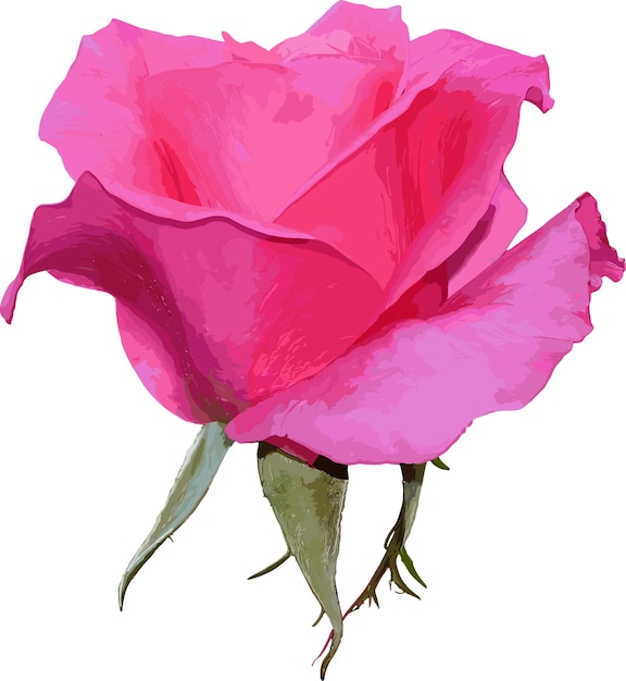 Imagem vetorial de peças de flores de rosa rosa