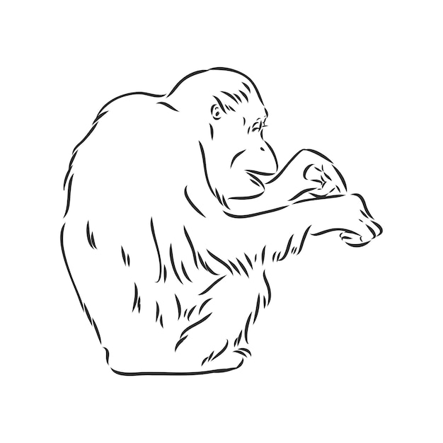 Imagem vetorial de um chimpanzé em fundo branco desenho vetorial de orangotango