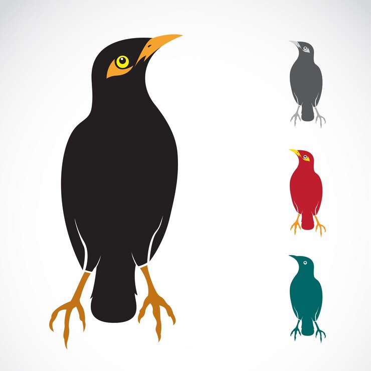 Vetor imagem vetorial de um pássaro myna no fundo branco