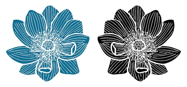 Impressão de flores de Adonis azul e preto sobre fundo branco
