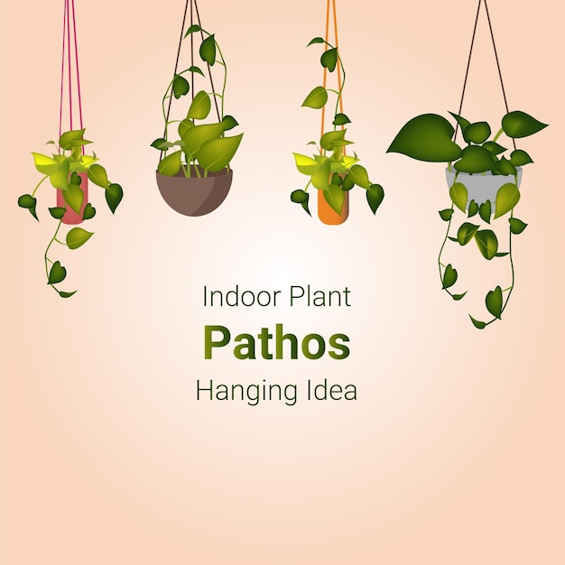 Vetor indoor plant pathos hanging idea