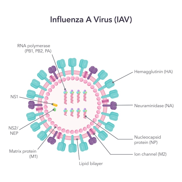 Vetor influenza a vírus iav ciência vetor ilustração diagrama gráfico