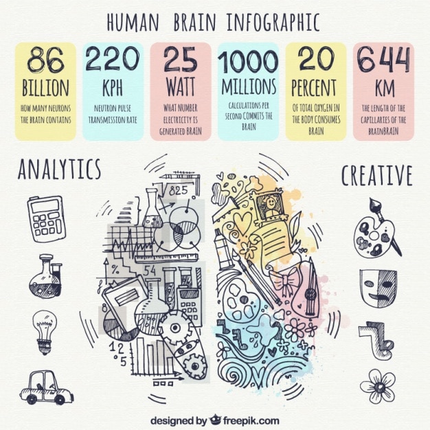 Infográfico cérebro humano com itens desenhados à mão