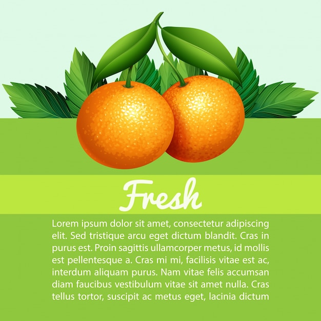 Infográfico com laranjas frescas