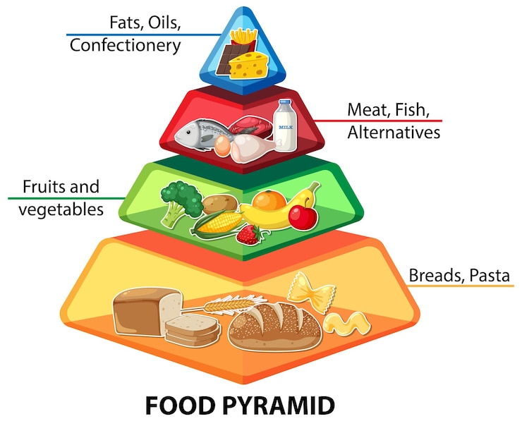 Vetor infográfico da pirâmide alimentar de desenho animado, um guia visual para nutrição