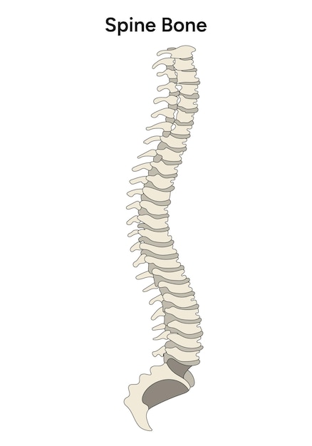 Infográfico de anatomia espinhal inteira em vetor