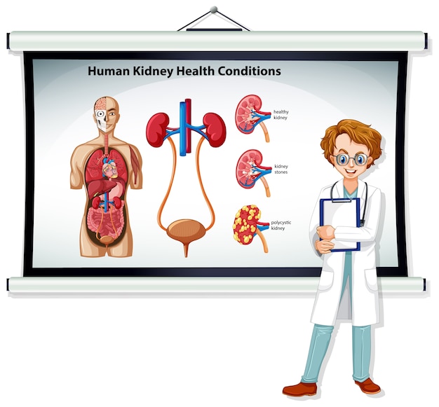 Infográfico de condições de saúde de rins humanos com personagem de desenho animado médico