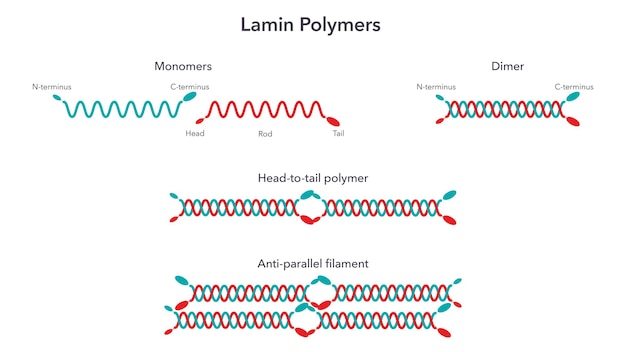 Vetor infográfico de ilustração vetorial de ciência de polímero lamin