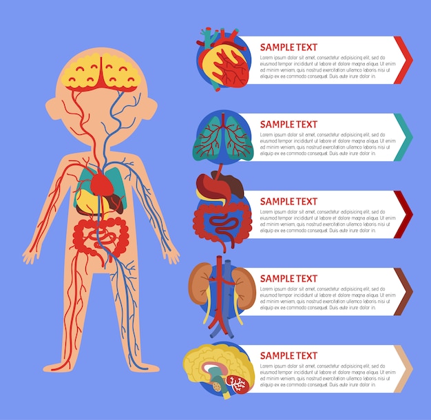 Infográfico de saúde com anatomia do corpo humano