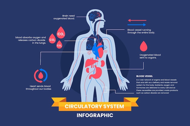 Vetor infográfico do sistema circulatório linear