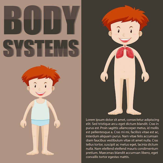 Vetor infográfico do sistema do menino e do corpo