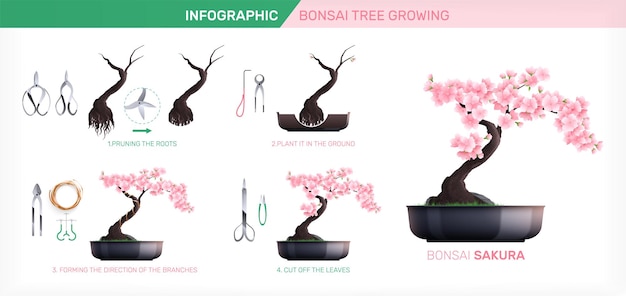 Infográficos de cultivo de bonsai