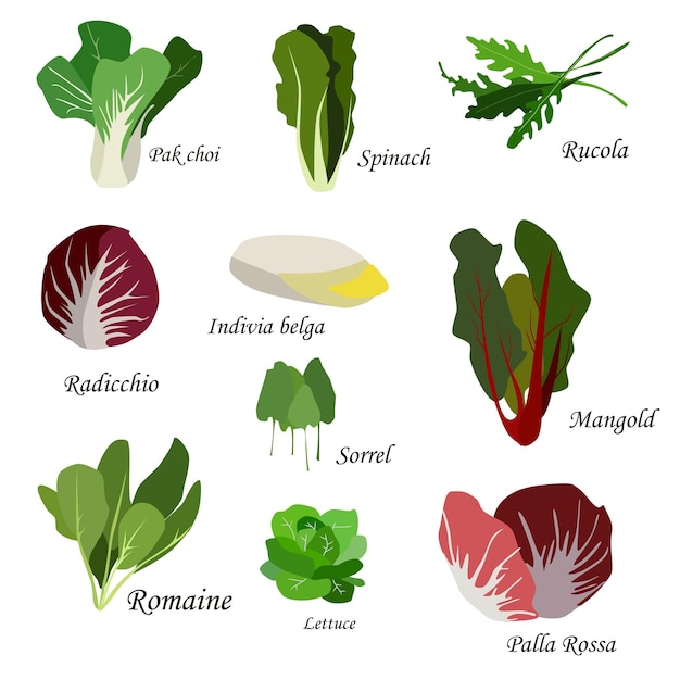 Ingredientes de salada conjunto de ícones de vegetais de folhas ilustração vetorial orgânica e vegetariana