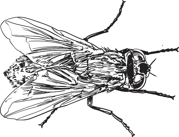 Inseta de mosca doméstica desenhada à mão