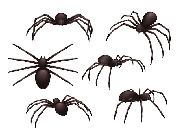Insetos realistas. Aranha perigo veneno horror conjunto de símbolos pretos venenosos.