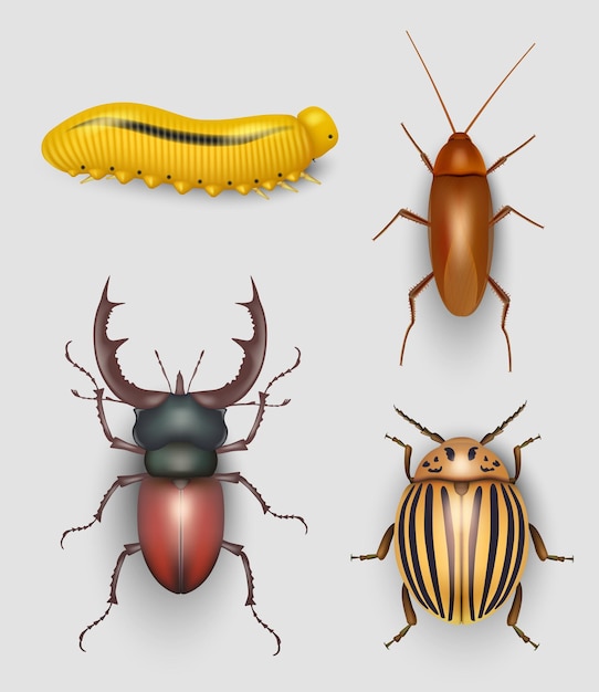 Insetos realistas insetos voadores rastejando praga besouro larvas de jardim borboleta ilustrações vetoriais decentes isoladas