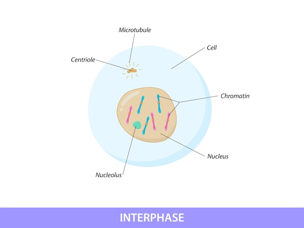 Vetor interface de ilustração da fase de mitose