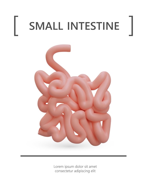 Vetor intestino delgado 3d órgão interno humano realista parte do sistema gastrointestinal