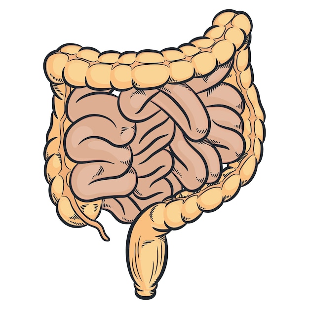 Vetor intestinos humanos cólon órgãos internos digestivos