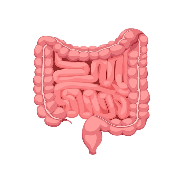 Intestinos humanos
