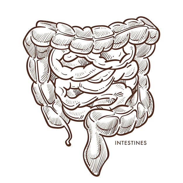 Vetor intestinos sistema digestivo isolado esboçar órgãos internos