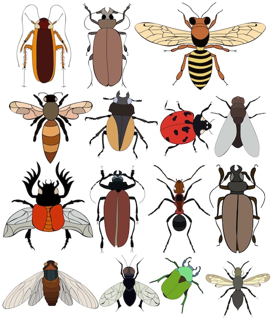 isolado, inseto, conjunto, besouros, abelha, formiga