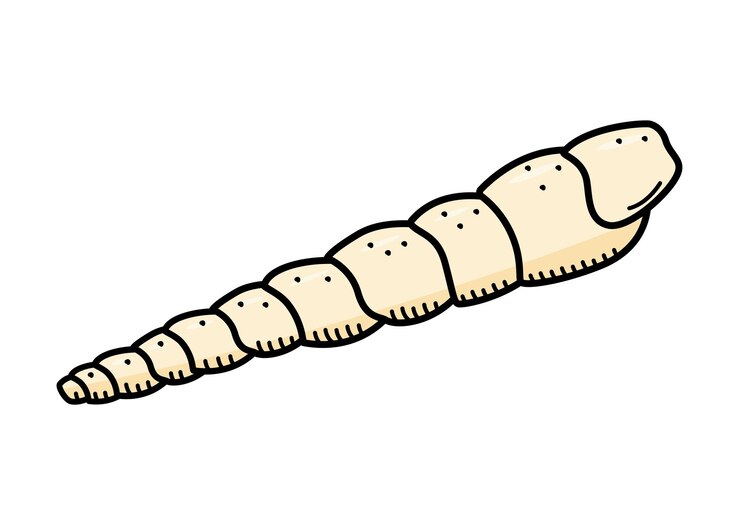 Vetor isolado único de concha marinha em fundo branco ilustração vetorial de um esboço de rabiscos de concha