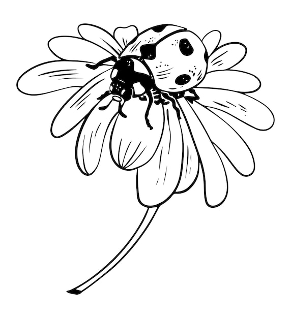 Vetor joaninha de estilo de esboço único na ilustração de flor margarida lineart preta isolada no fundo branco