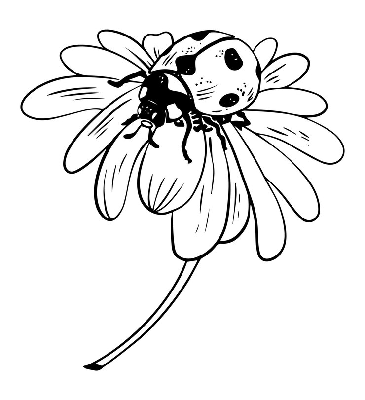Vetor joaninha de estilo de esboço único na ilustração de flor margarida lineart preta isolada no fundo branco