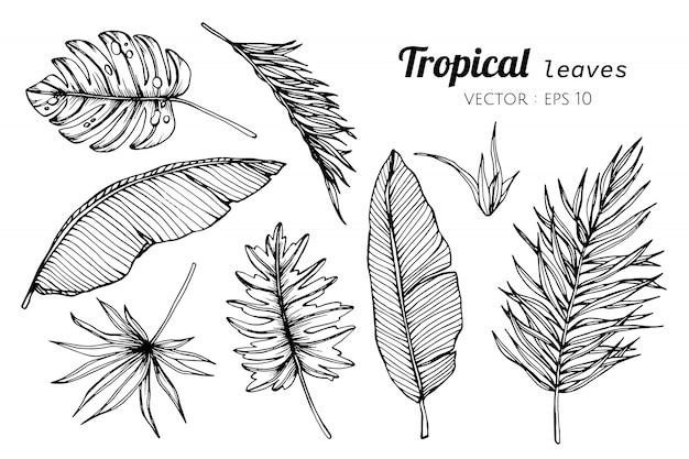 Jogo da coleção das folhas tropicais que desenham a ilustração.