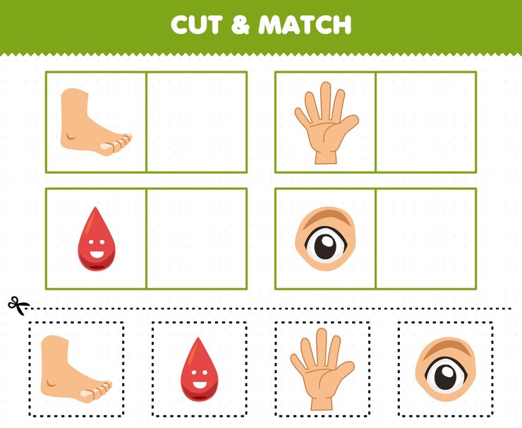 Vetor jogo de educação para crianças corta e combina a mesma imagem de anatomia humana de desenho animado bonito e olho de sangue de dedo de pé de órgão