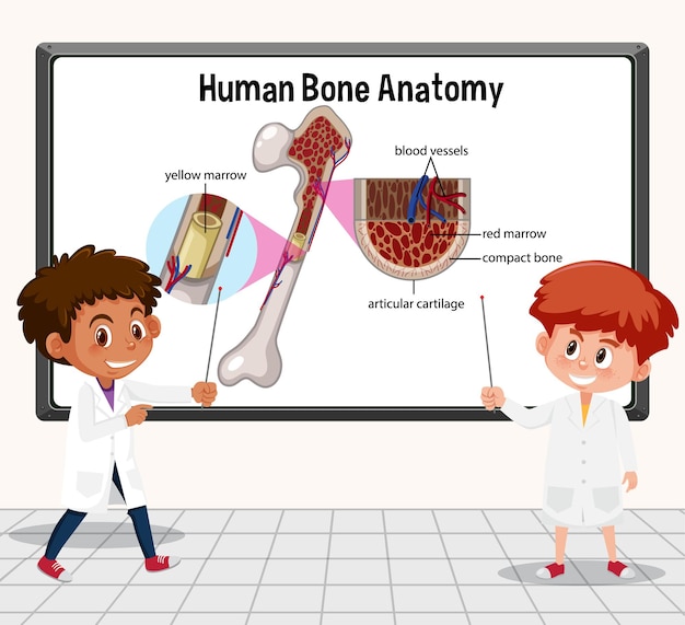 Jovem cientista explicando a anatomia óssea humana em laboratório