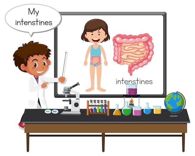 Jovem médico explicando órgão do intestino