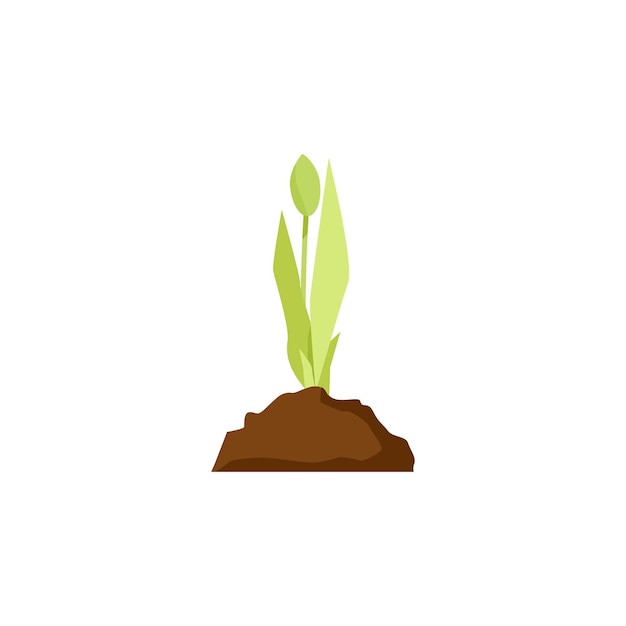 Jovem tulipa verde pequena brota em um punhado de terra