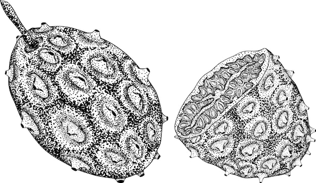 Kiwano frutas cucumis metulifer melão com chifres vetor mão desenhada gravura ilustração