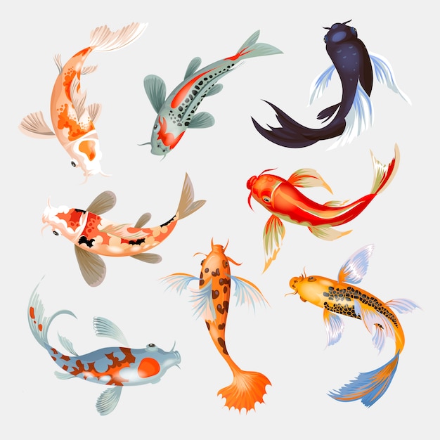 Vetor koi peixe ilustração carpa japonesa e koi oriental colorido na ásia conjunto de peixinho chinês e pesca tradicional isolado fundo