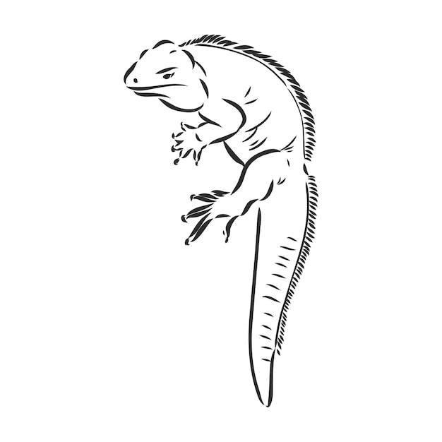 Lagarto iguana isolada Réptil preto e branco Ilustração vetorial Desenho à mão realista