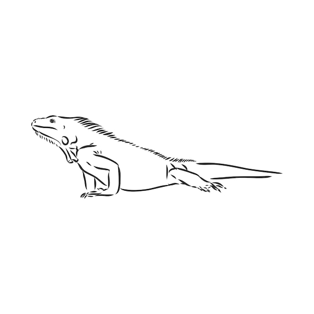 Lagarto iguana isolada Réptil preto e branco Ilustração vetorial Desenho à mão realista