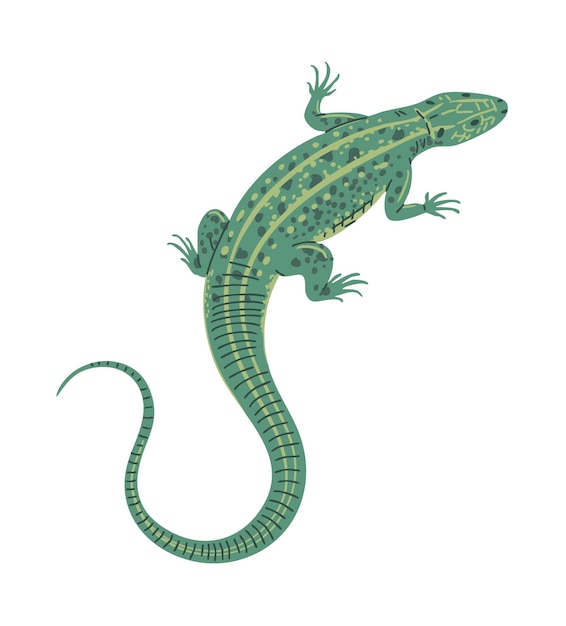 Lagarto verde em fundo branco