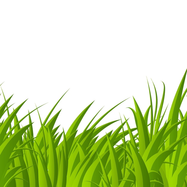 Vetor lâminas de grama verde fundo isolado de grama verde grama verde realista plantas frescas de verão ilustração em vetor