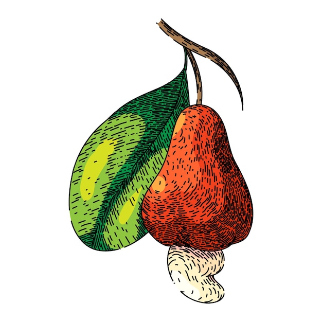 lanche de castanha de caju mão desenhada fruta torrada vista marrom natural lanche inteiro de castanha de caju desenho vetorial ilustração de cor isolada