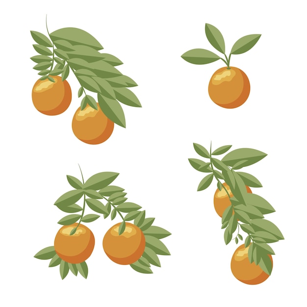 Laranja conjunto laranja galhos na ilustração vetor de fundo branco