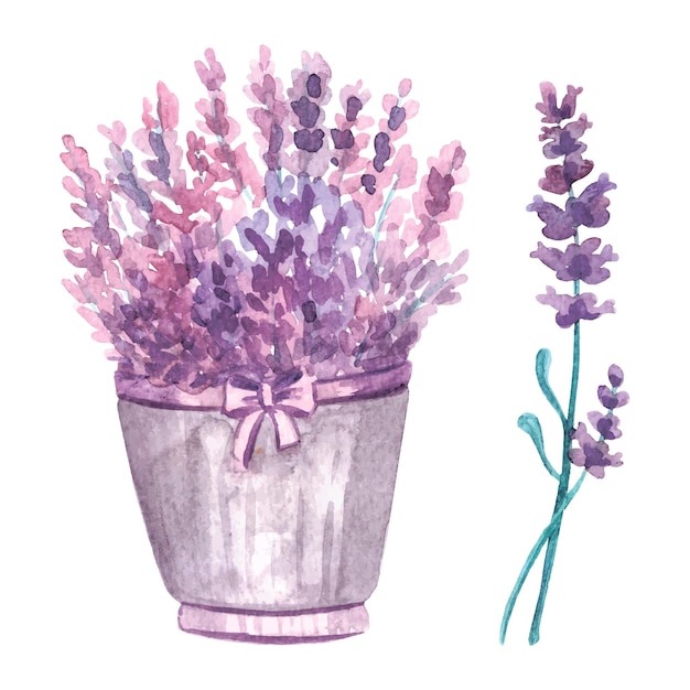 Lavanda em aquarela em pote bouquet provence vector set