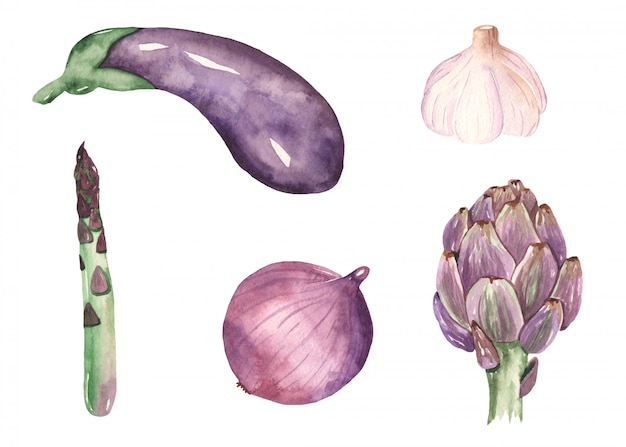 Vetor legumes roxos em estilo aquarela