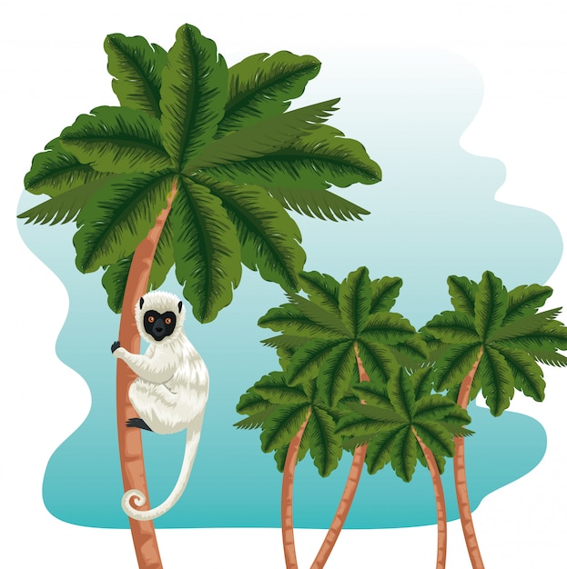 Lêmure animal exótico nas palmeiras com folhas