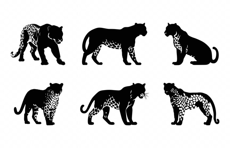 Vetor leopard predator silhouette clipart bundle leopard vector black silhouette set (conjunto de silhuetas de leopardo predador)