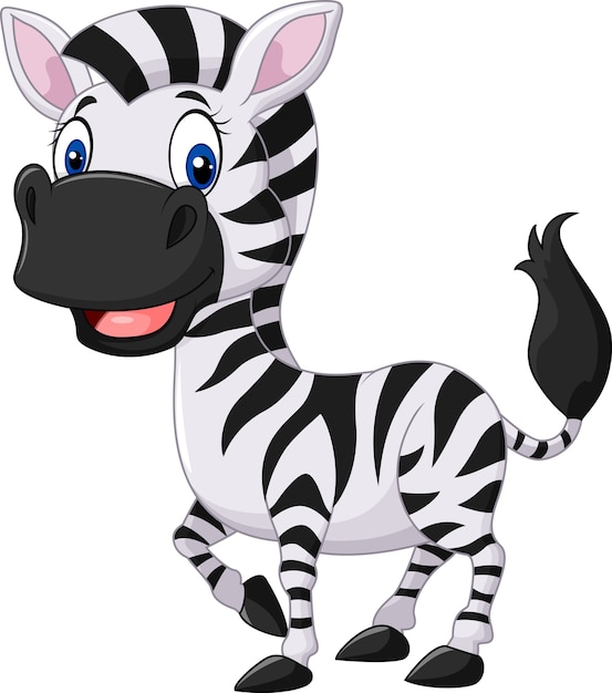 Levantamento de zebra bebê fofo isolado no fundo branco